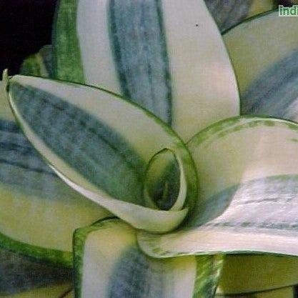 Buy Golden Hahnii Sansevieria - The Perfect Low-Maintenance Indoor Plant for Your Home