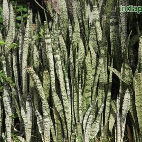 Sansevieria trifasciata,Snake Plant, Mother-in-law's Tongue