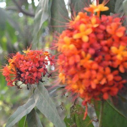 Saraca Asoca, Sita Ashok, Ashoka Tree - Plant