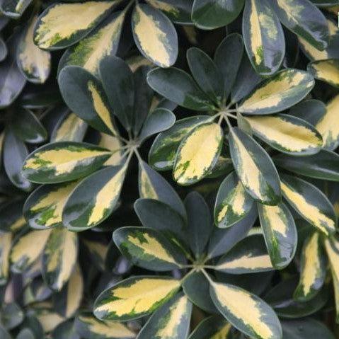 Schefflera arboricola variegata,Schefflera Variegated
