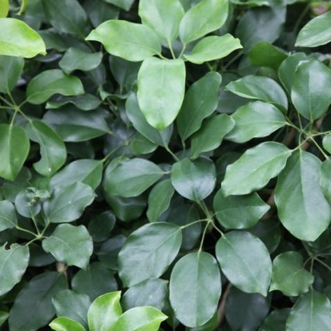 Schefflera venulosa,Big Leaf Schefflera