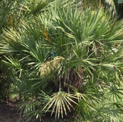 Buy Green Serenoa Repens Palm Trees - Enhance Your Outdoor Landscape Today!
