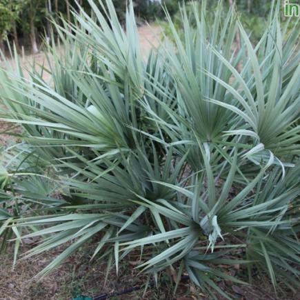 Shop the Silver Serenoa Repens Tree - A Majestic Addition to Your Garden