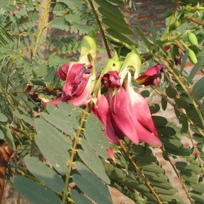 Sesbania grandiflora rubra, Agati grandiflora rubra,Sesban, Vegetable Hummingbird, Red Wisteria