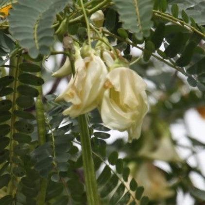 Sesbania grandiflora,Sesban, Vegetable Hummingbird