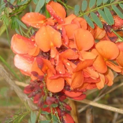Sesbania punicea, S tripetii, Daubentonia tripetii,Chines Rattlebox, Scarlet Wisteria, Red Sesbania, Coffee Weed, Rattle-pod, Sesban, Red Seine Bean