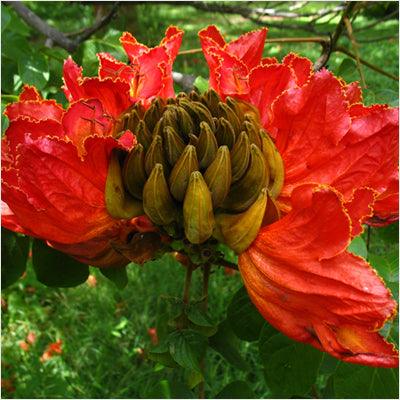 Spathodea campanulata, African tulip tree, Fountain tree, Nandi flame Tree, Rugtoora, African Poomaram - Ornamental Flowering Tree