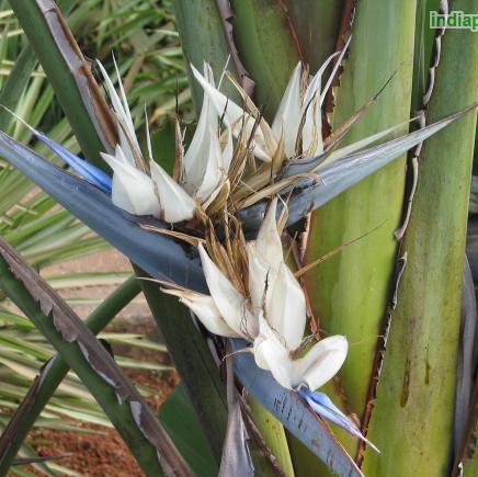 Strelitzia nicolai,Bird Of Paradise White, Natal Wild Banana.