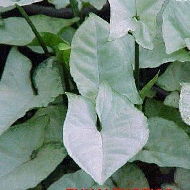 Syngonium podophyllum silver pearl,Syngonium Silver Pearl