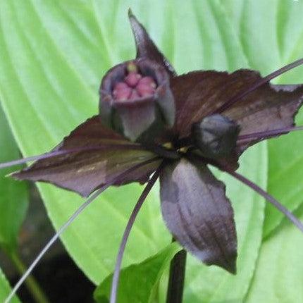 Tacca chantrieri,Bat Flower, Cats Whiskers, Devil Flower