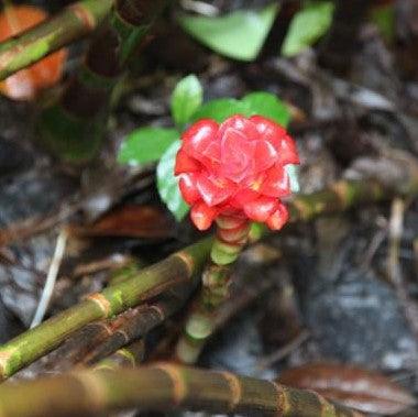 Stunning Tapeinochilus Ananassae Indonesian Wax Ginger Plant for Sale