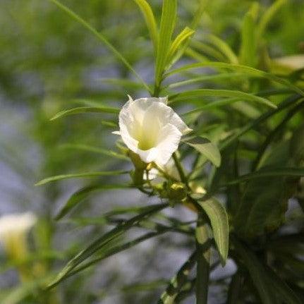 Thevetia nerifolia alba,Lucky Nut White, Bitti White, Trumpet Flower, Be Still Tree,
