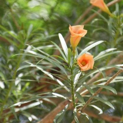 Thevetia peruviana,Lucky Nut Peach, Trumpet Flower, Be Still Tree,
