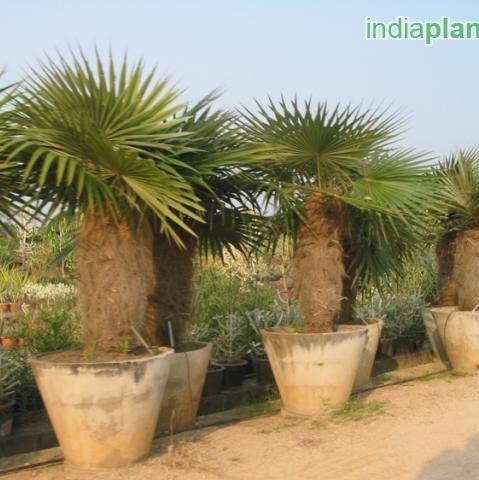 Buy Majestic Thrinax Excelsa & Cocotrinax Trees - Add Elegance to Your Landscape