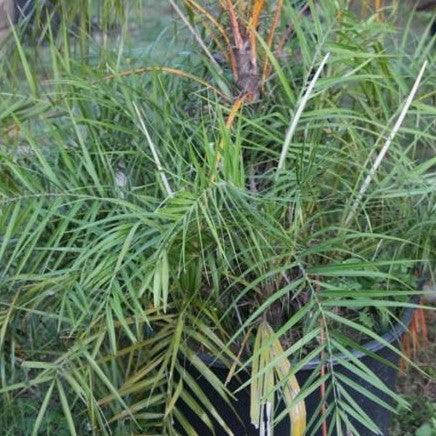Exotic Thatch Palms Collection | Thrinax parviflora, T. harrisiana, T. tessellata, Broom Thatch, Mountain Thatch, Iron Thatch Tree Available for Purchase