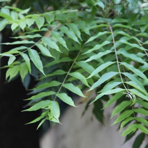 Shop Our Collection of Exotic Toona ciliata, Indian Mahogany, Red Cedar and Surian Plants