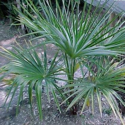 Buy Trachycarpus Fortunei Windmill Palm Tree - The Ultimate Low Maintenance Exotic Garden Addition