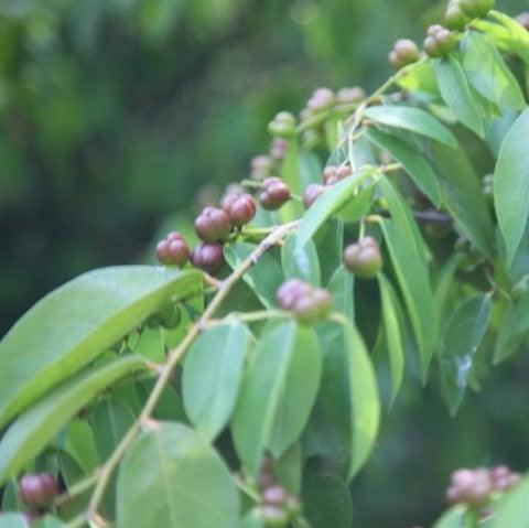 Buy the Nutritious Tri Berry Tree - Enjoy an Abundance of Berries Every Season