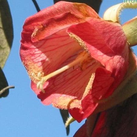 Trochetia boutoniana,National Flower Of Mauritius