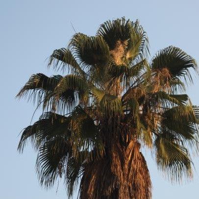 Buy the Majestic Washingtonia filifera Palm Tree - Perfect for Desert Landscaping
