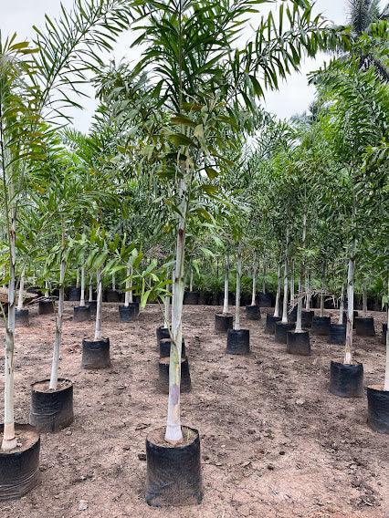Buy Foxtail Palm (Wodyetia bifurcata) Tree - The Perfect Tropical Touch for Your Garden!