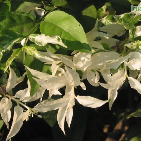 Buy Beautiful Variegated Wrightia religiosa Plant Online Today