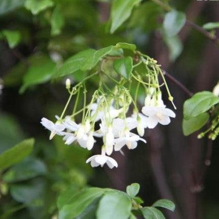 Buy Beautiful Wrightia religiosa Plant for Your Home Garden