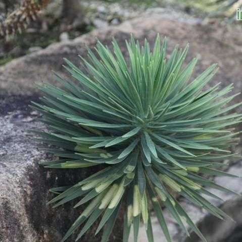 Beautiful and Tough | Shop for Yucca Aloifolia, Spanish Bayonet, and Our Lord's Candle Plant Now