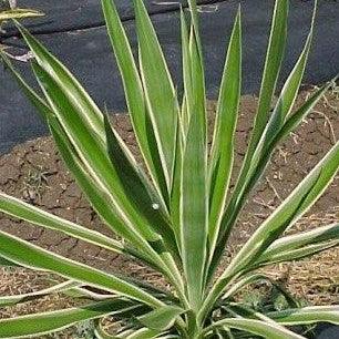 Yucca elephantipes marginata,Yucca Marginata