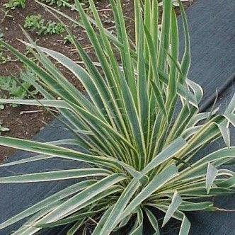 Yucca filimentosa marginata,Yucca filimentosa marginata