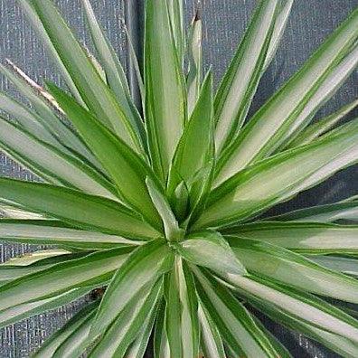 Adorn Your Garden with the Stunning Yucca Silver Plant - Order Now!