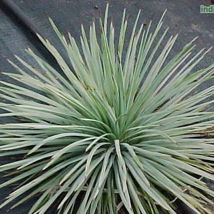 Shop the Stunning Yucca whipplei, Our Lord's Candle, Whipplei Yucca Plant - Buy Now!