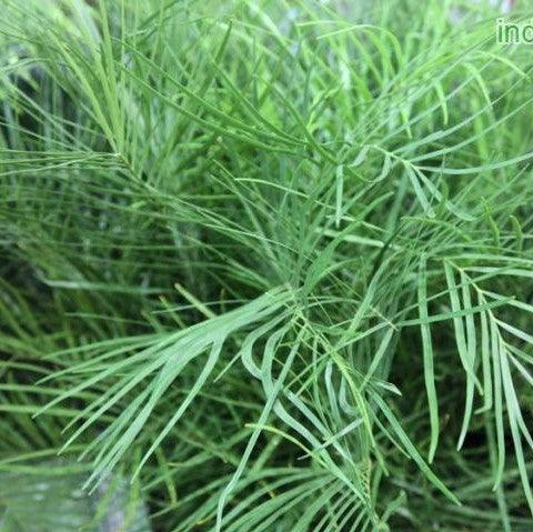 Buy Exotic and Rare Zamia Angustifolia and Zamia Cycas Plants Online