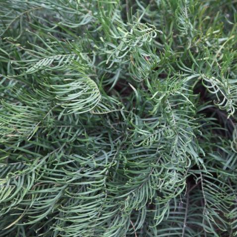 Buy Narrow Leaf Zamia - The Perfect Indoor Plant for Your Home