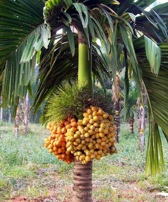 Arecanut/Betel Nut Dwarf(Mohitnagar) - Plantation Plants