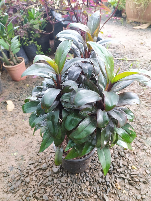 Cordyline Compacta Purple - indoor/Outdoor Ornamental Plants