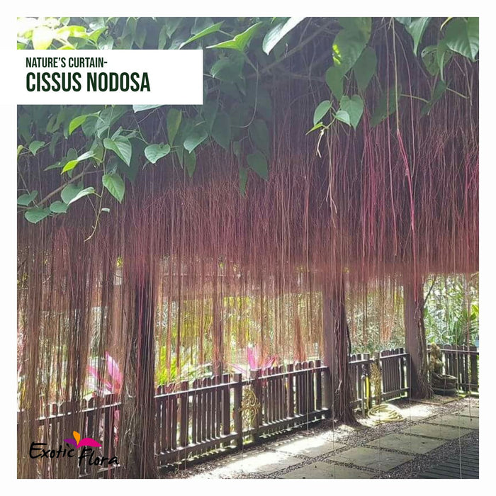 Cissus nodosa/Princess vine - Creepers & Climbers