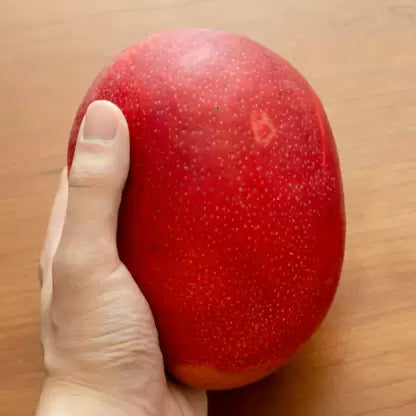 Original Miyazaki Japanese Mango Fruit Plant |Grafted Miyazaki Mango Plant & Tree|