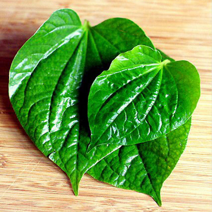 Maghai Paan/Betel Leaf  - Medicinal & Aromatic Plants