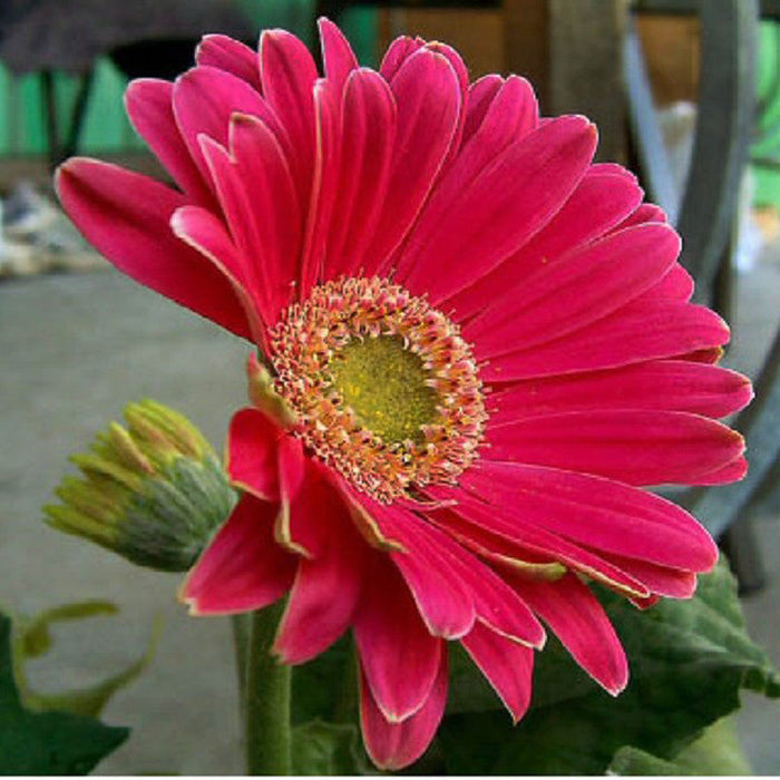 Gerbera Plant Dark pink - Top Bed Room