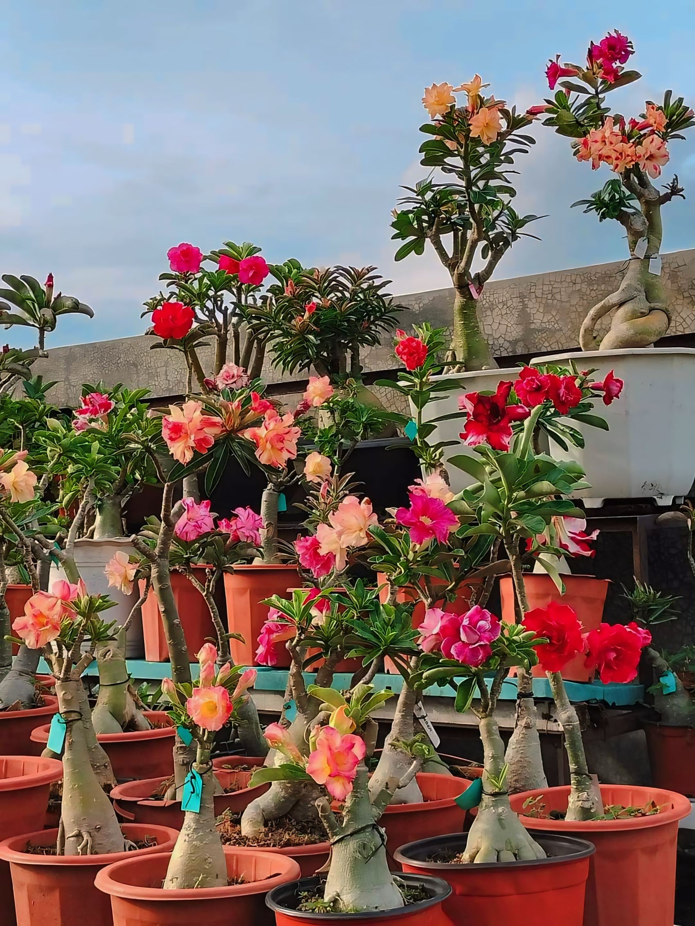 Adenium Plant Combo