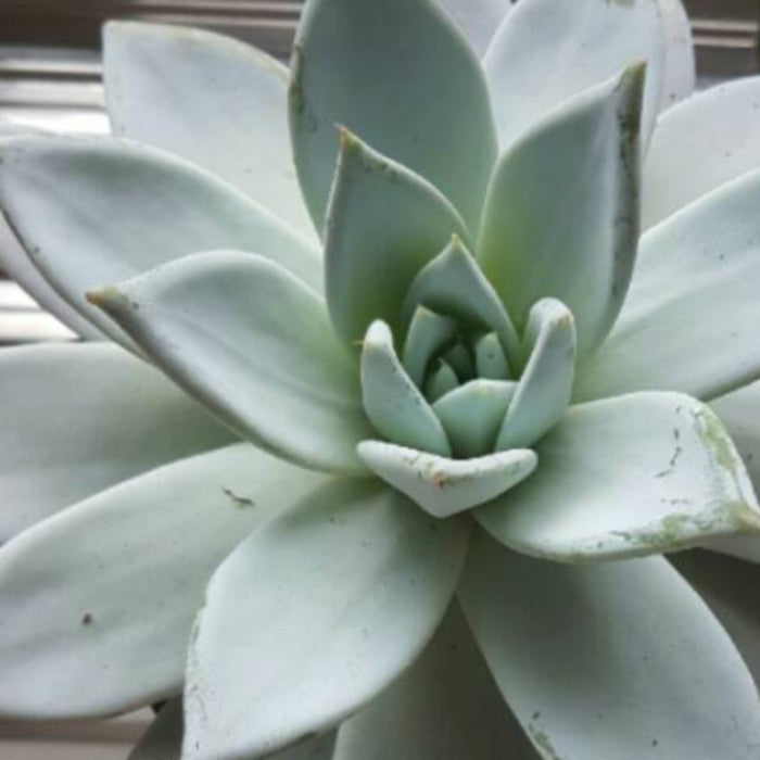 Echeveria 11-Gift Plants