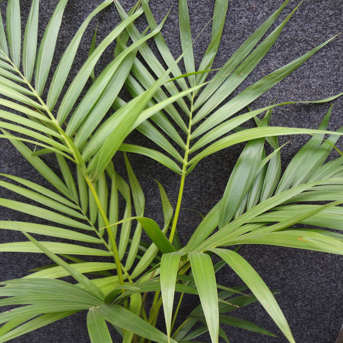 Kentia Forsteriana - Palms