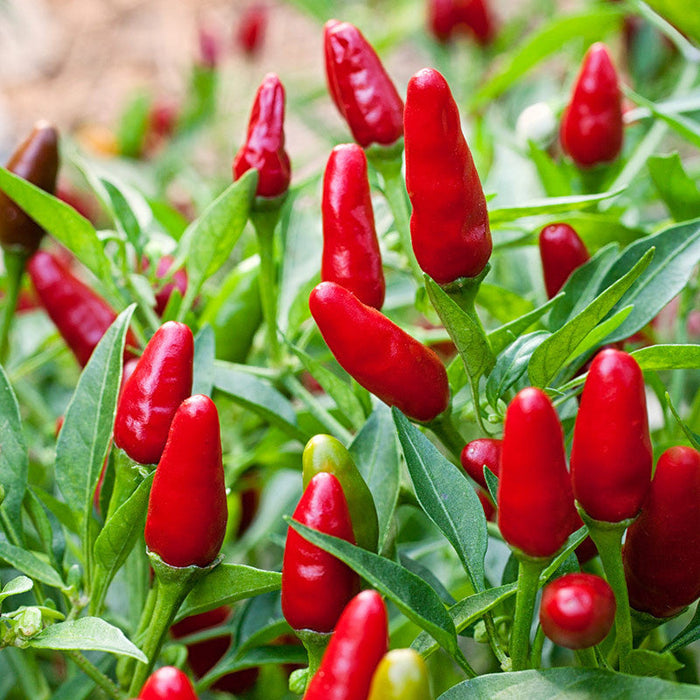 Ornamental Chilli/Pepper and Christmas Pepper -Spices