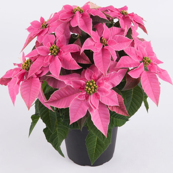 Poinsettia pink - SEASONALS