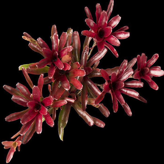 Neoregelia Fire Ball - Indoor Plants