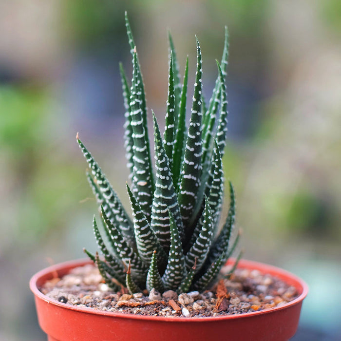 Haworthia zebra -Gift Plants