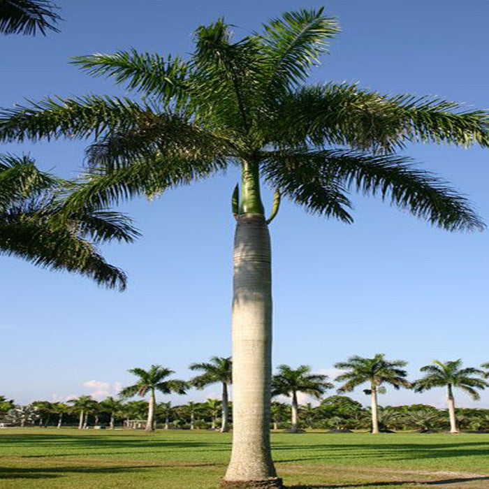 Royal Bottle Palm - Palms