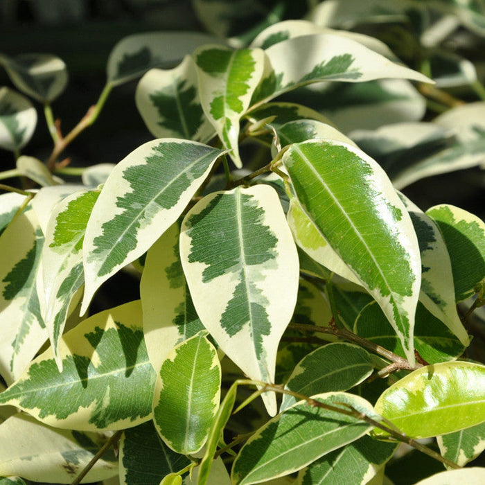 Ficus Benjamina Starlight - Indoor/Outdoor Ornamental Plants