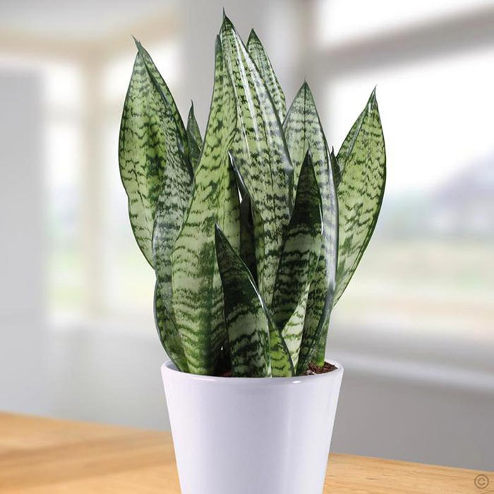 Sansevieria/Snake Plant-Green - Indoor/Outdoor Plants